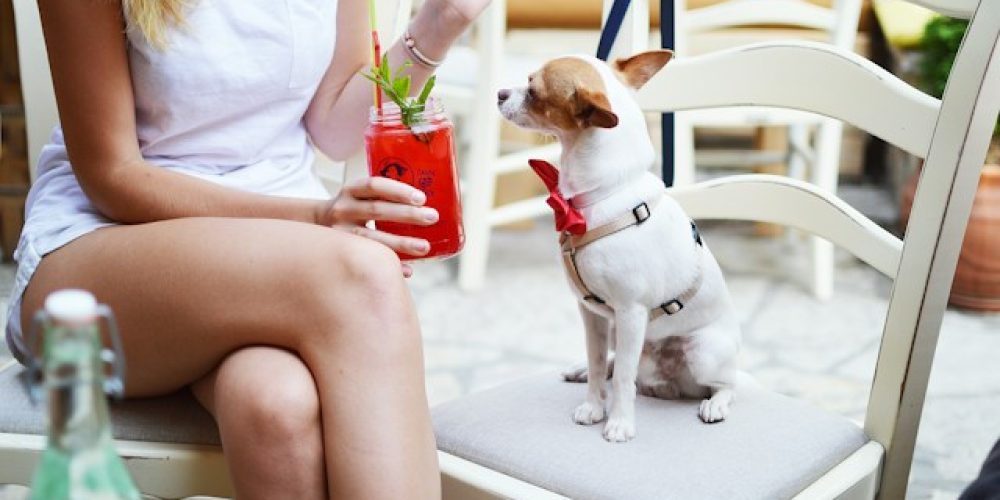 Cultural Differences in Pet-Friendly Dining Etiquette Globally