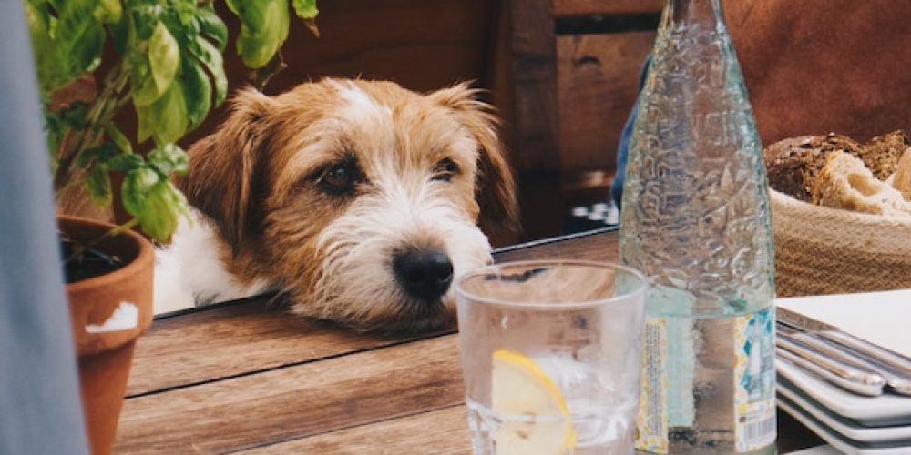 How Taking Your Dog to Restaurants Enhances Their Socialization Skills