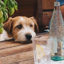 How Taking Your Dog to Restaurants Enhances Their Socialization Skills
