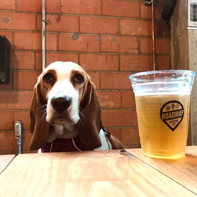 Dining Out with Dogs | Tips for going to dog friendly restaurants