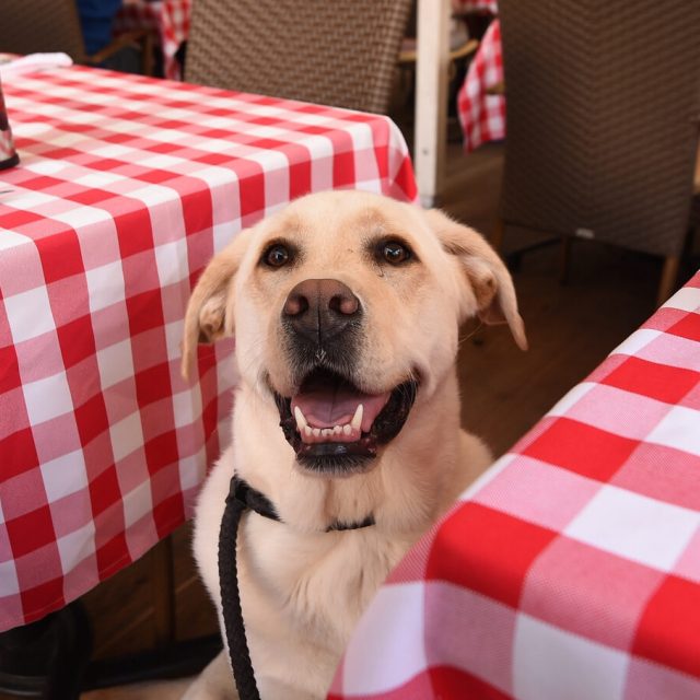 Dog-Friendly Patios create customer loyalty for owners