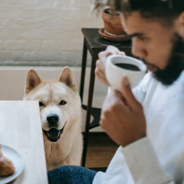 Fur Babies and Dining Out: Navigating the Restaurant Scene with Pets